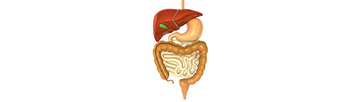 The Gastrointestinal (GI) Tract | Manhasset NY
